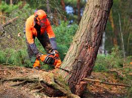 Best Tree and Shrub Care  in Van Vleck, TX