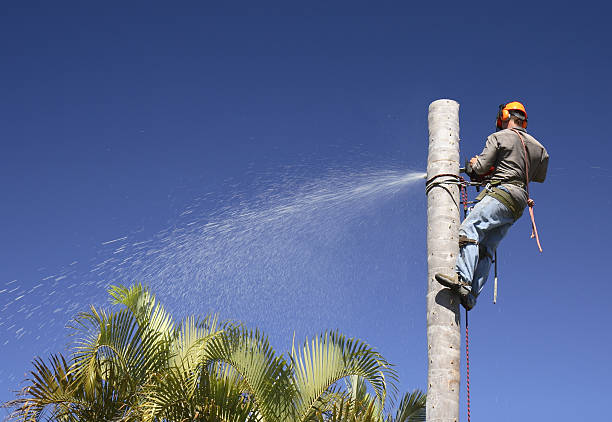 Best Root Management and Removal  in Van Vleck, TX