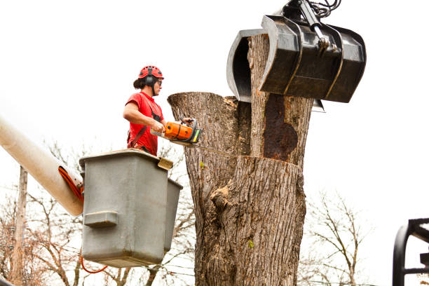 Best Leaf Removal  in Van Vleck, TX